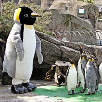 penguins
