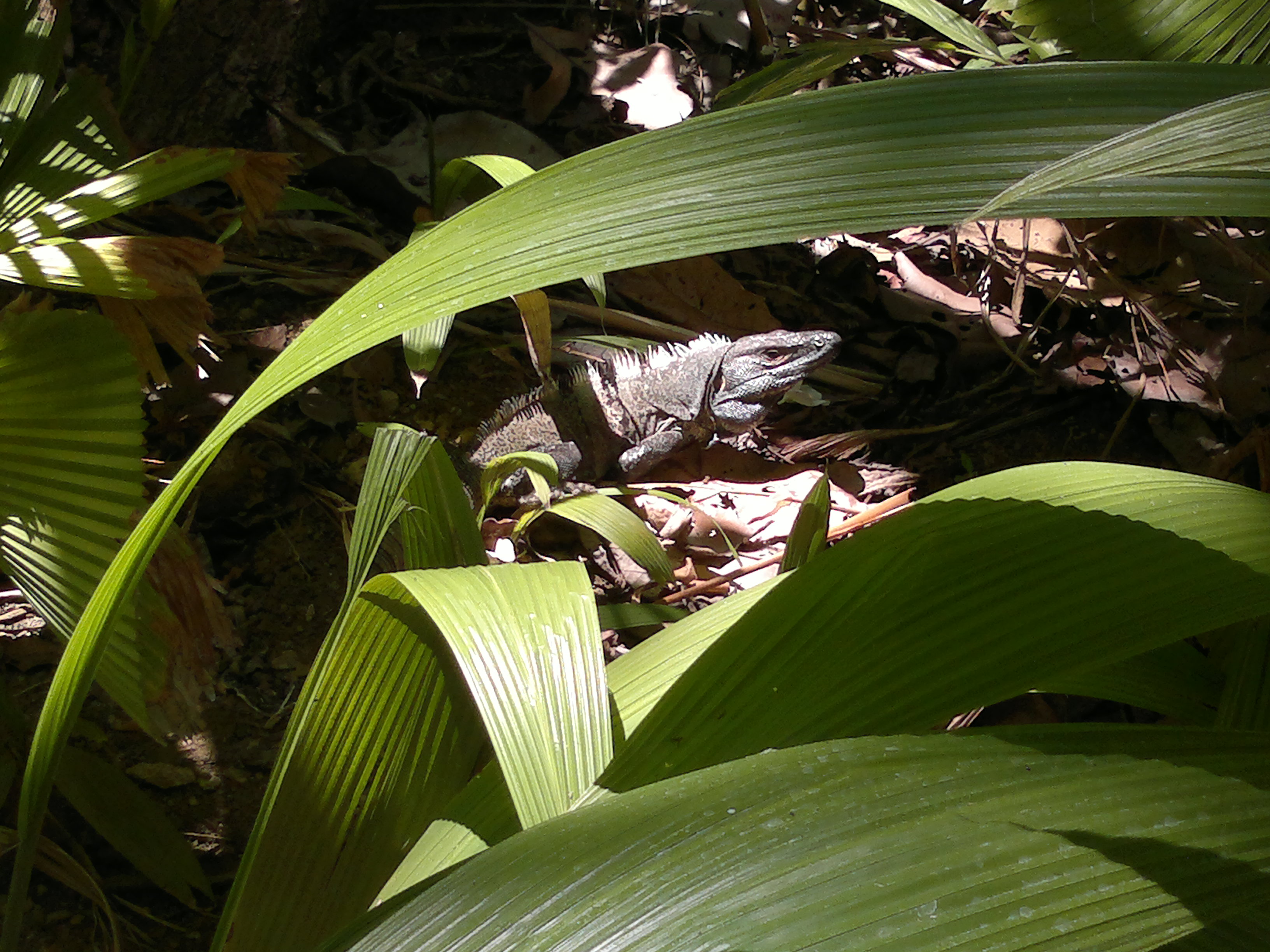 Iguana