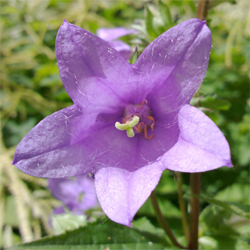 n9-gallery-flower