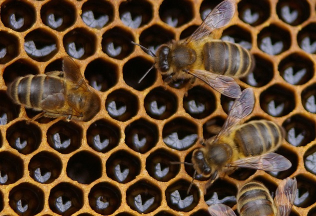 Workerbees_632