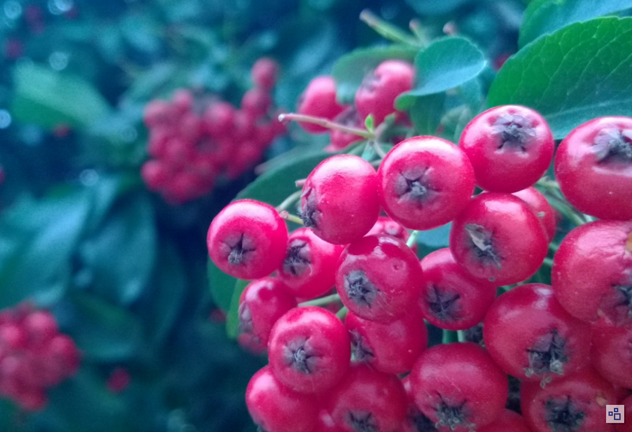 Nokia-Refocus-tips_featured