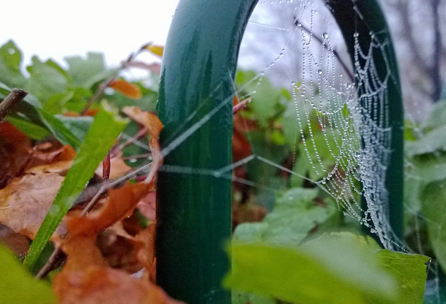 Nokia-Refocus_spiderweb_feature