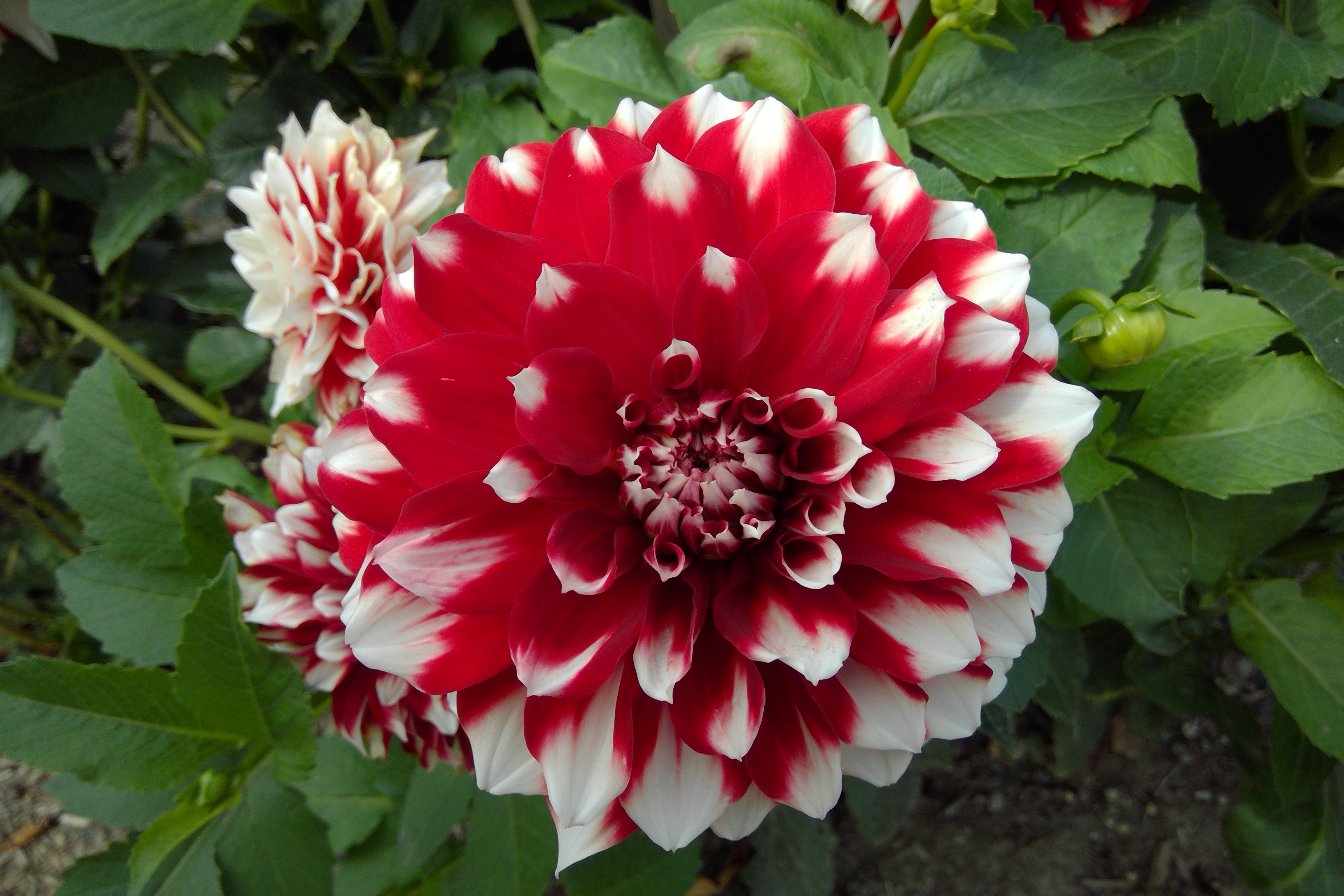 Red and white flower_Surface Camera